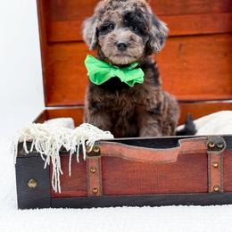 Barkley - Merle male Goldendoodle puppy in North Carolina from NC Doodle Puppies