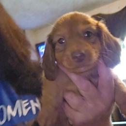 Boy 2 - Chocolate and tan male Dachshund puppy in Lansing, Michigan from Black Thunder 517 Dachshunds and frenchies