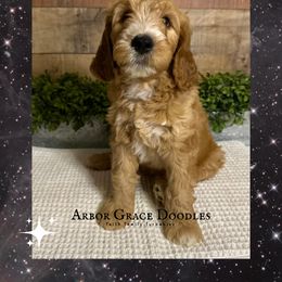 Luke - Red  male Goldendoodle puppy in North Conway, New Hampshire from Arbor Grace Doodles