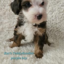 Boy 5 - Merle male Bernedoodle puppy in Schertz, Texas from Kat's Teddydoodles