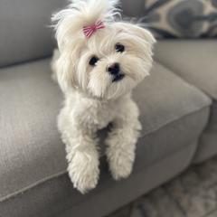 Mal-Shi and Shihpoo Puppies from 3 doodles’ littles