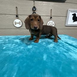 Dachshund Puppies from TLC Mini Dachshunds