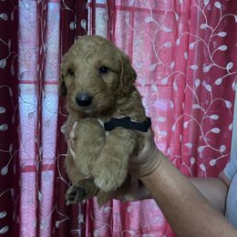 Cora little boy black - Apricot male Goldendoodle puppy in Hardeeville, South Carolina from Pups of the Lowcountry