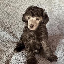 Jack (lt blue) - Silver male Poodle puppy in Cabool, Missouri from Rafter B Farms