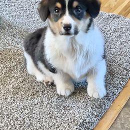 American Corgi and Pembroke Welsh Corgi Puppies from Beebe’s Corgis