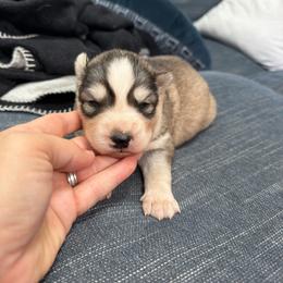 Nikki - Sable and white female Siberian Husky puppy in Everett, Washington from Addison Grove Huskies