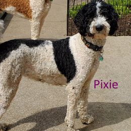 Pixie - Goldendoodle