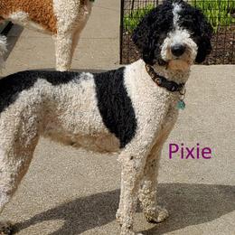 Pixie - Goldendoodle
