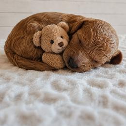 Boone - Red male Cavapoo puppy in London, Kentucky from Blue Meadow Puppies
