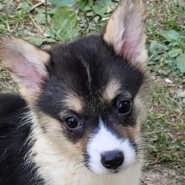 Pembroke Welsh Corgis from Wolf Creek Corgis