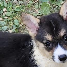 Pembroke Welsh Corgis from Wolf Creek Corgis