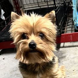 Poop - Yorkshire Terrier