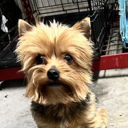 Poop - Yorkshire Terrier