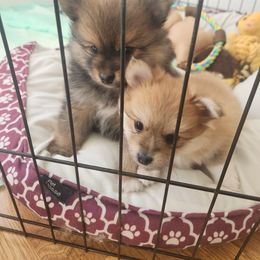 Pomeranian Puppies from Dawn's Pomeranians