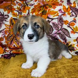 WINONA - Sable female Pembroke Welsh Corgi puppy in Ritzville, Washington from Sapphire Iris Corgis