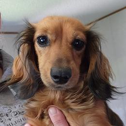 Rosie - Dachshund