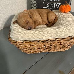 Shaw - Cream male Goldendoodle puppy in Roseville, California from Roseville GoldenDoodles