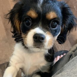 Boy 2 “Tex” - Tri-color Cavalier King Charles Spaniel puppy in St. Cloud, Minnesota from Embricks Cavaliers