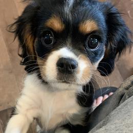 Boy 2 “Tex” - Tri-color Cavalier King Charles Spaniel puppy in St. Cloud, Minnesota from Embricks Cavaliers
