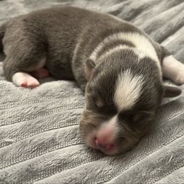 BB boy 4 - White and red male Pembroke Welsh Corgi puppy in Dickinson, Texas from Gulf Coast Corgis