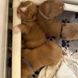 Nova Scotia Duck Tolling Retriever Puppies from Tallyho Tollers