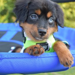 German Shorthaired Pointer, Miniature American Shepherd, Miniature Australian Shepherd, and Toy Australian Shepherd Puppies from Foxtail Hollow