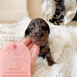 Lover - Merle female Goldendoodle puppy in California City, California from Summer Sun Doodles