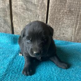 Ebony - Black male Australian Shepherd puppy in Whitwell, Tennessee from Owl Hollow Farm
