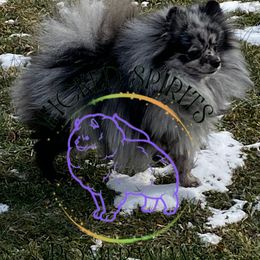 Mac - Pomeranian