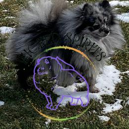 Mac - Pomeranian