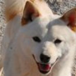 Ruby - Shiba Inu