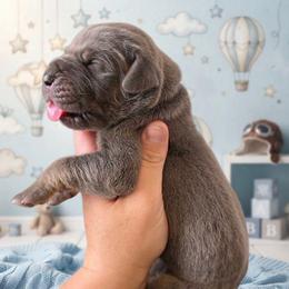 RICK Blue tan point - Blue male Great Dane puppy in Port Clinton, Ohio from LakeSide Danes