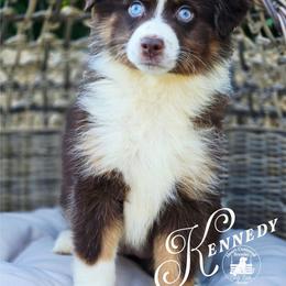 Kennedy - Price 1750 - Red tri female Miniature Australian Shepherd puppy in Ennis, Texas from God’s Little Aussies