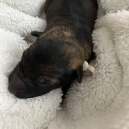White Collar - Sable female German Shepherd puppy in Punta Gorda, Florida from Blitzenhaus Working Dogs