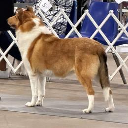 Azawakhs, Collies, and Standard Schnauzers from Kokomo Kennels