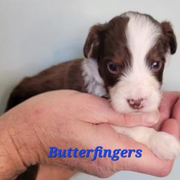 Butterfingers - Brown and white male Aussiedoodle puppy in Boonville, North Carolina from Branch Creek kennels