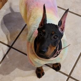 Manchester Terrier Puppies from MosaicManchesters.com