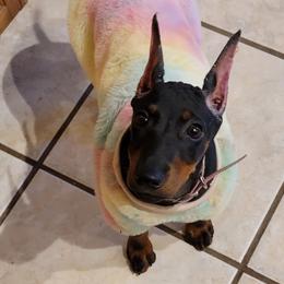 Manchester Terrier Puppies from MosaicManchesters.com