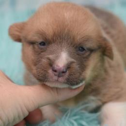 Maverick - Wild West Litter - White and fawn male Pembroke Welsh Corgi puppy in Lithia, Florida from Diamondcrest Inc