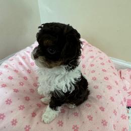 Tally - Liver and white female Shihpoo puppy in Cedar Springs, Michigan from Pridespoodles