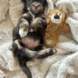 Havanese Puppies from Heavenly Havanese of Florida