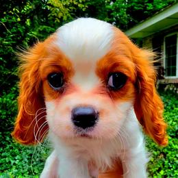 Brigatine - Blenheim female Cavalier King Charles Spaniel puppy in Watsontown, Pennsylvania from Huntsman Cavaliers