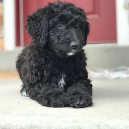 Aussiedoodle and Bernedoodle Puppies from Deer Canyon Family Doodles