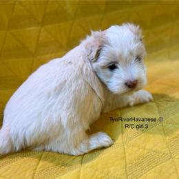 Girl 3 - Gold female Havanese puppy in Lovingston, Virginia from Tye River Havanese