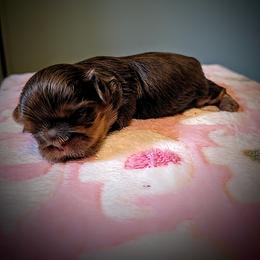 Nona - Black and tan female Shih Tzu puppy in Port Huron, Michigan from Shih Tzu Cottage