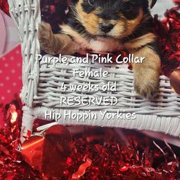 Yorkshire Terrier Puppies from Hip Hoppin Yorkies