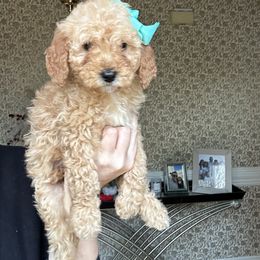 Lili - Apricot female Goldendoodle puppy in Mint Hill, North Carolina from DoodleForever