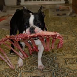 Boston Terrier Puppies from Oui Bostons