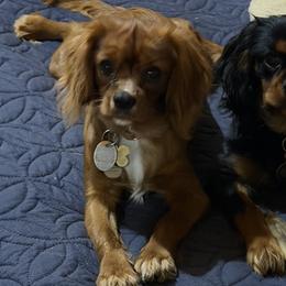 Cavalier King Charles Spaniels from Waverly Hall Cavaliers