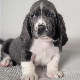 Hope - Blue and white female Basset Hound puppy in Surprise, Arizona from Howlin Hounds